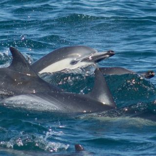 Pod of wild common dolphins off the southern California coast