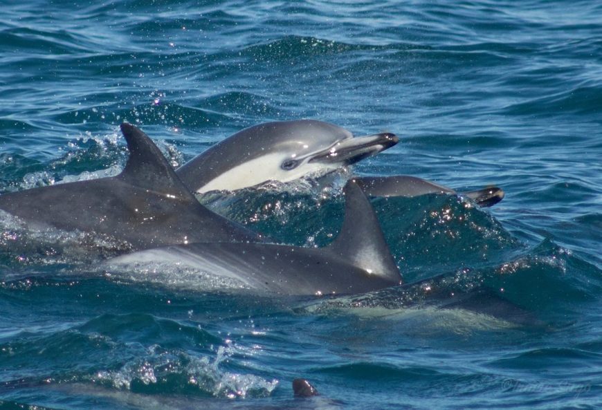 Pod of wild common dolphins off the southern California coast