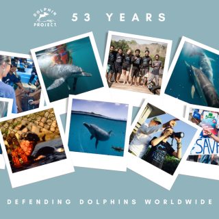 53 Years Defending Dolphins