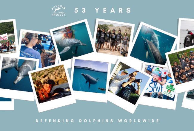 53 Years Defending Dolphins