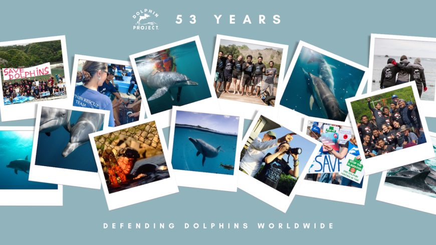 53 Years Defending Dolphins
