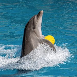 captive dolphin with ball