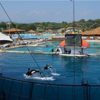 Marineland d'Antibes has been exploiting orcas since 1970. Now that they apparently want to get rid of them, they are considering shipping them to an aquarium in Japan where they will have even less space than they do in Antibes. If Marineland's four surviving orcas end up in a show stadium in Japan, they will continue to be exploited in a captive orca breeding program.