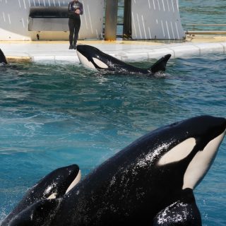 Since 1970, seven wild-caught orcas, including a female captured in Canada and a male captured in the United States, have perished at Marineland's orca stadium. (They are: Calypso from Canada, Clovis from the United States, and Kim, Betty, Kim 2, Sharkane and Freya from Iceland.) Today, four captive-born orcas remain at the stadium, and rumors have surfaced that Marineland wants to get rid of them and is contemplating sending them to an aquarium in Japan.