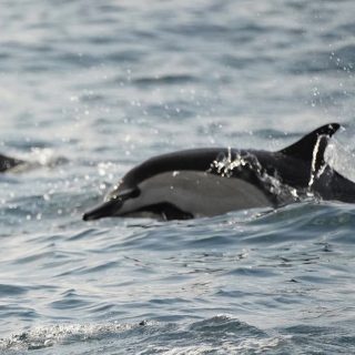Credit: Common dolphins swim off the coast of Dana Point, California
