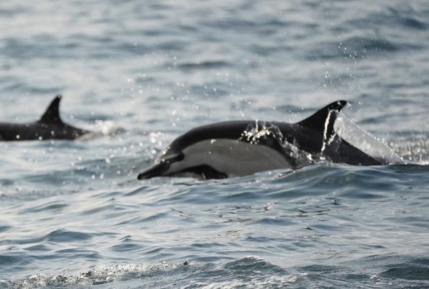 Credit: Common dolphins swim off the coast of Dana Point, California