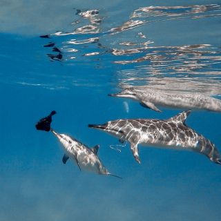 Wild dolphins inspect plastic bag