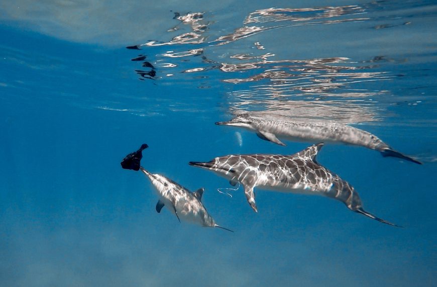 Wild dolphins inspect plastic bag