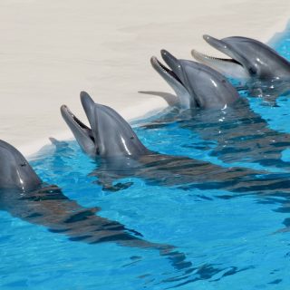 Loro Parque captive dolphins