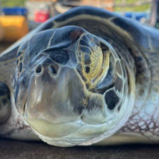Rescued green sea turtle Coco, Bali, Indonesia