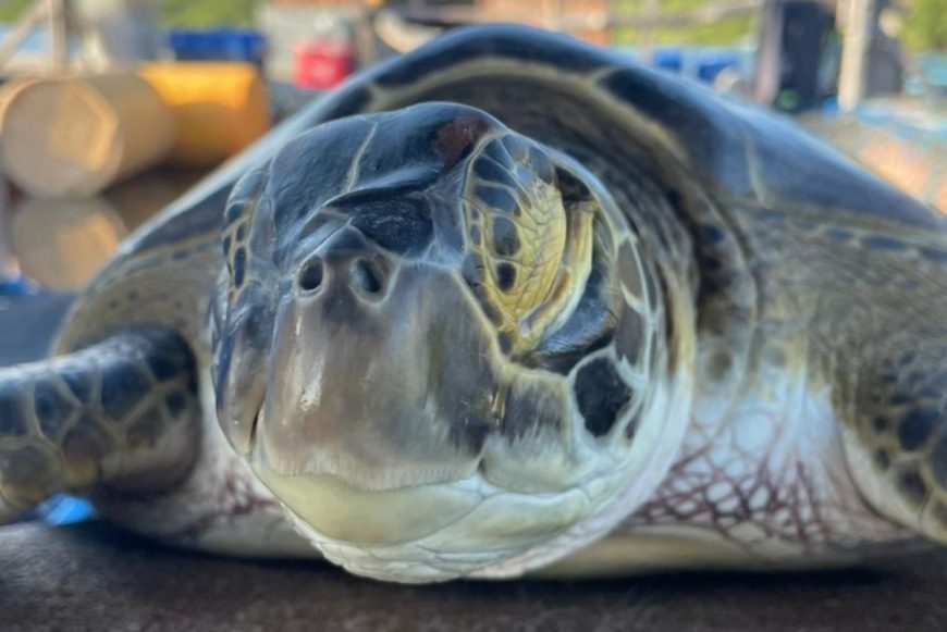 Rescued green sea turtle Coco, Bali, Indonesia