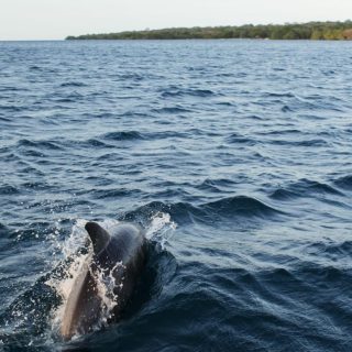 Rambo swims in Banyuwedang Bay, West Bali, Indonesia
