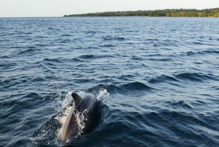 Rambo swims in Banyuwedang Bay, West Bali, Indonesia