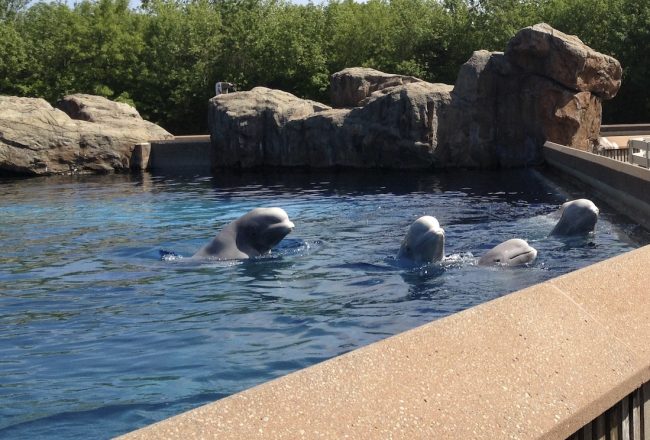 Captive beluga whales, Marineland of Canada