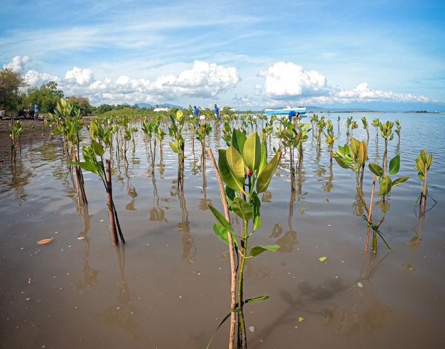 Plant a tree in Bali