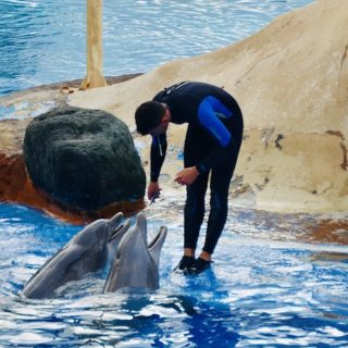 If the dolphins weren’t hungry, the trainers would not be able to make them perform. After each completed trick, the dolphins rush the edge of the tank to receive the food-reward they so desperately want.
