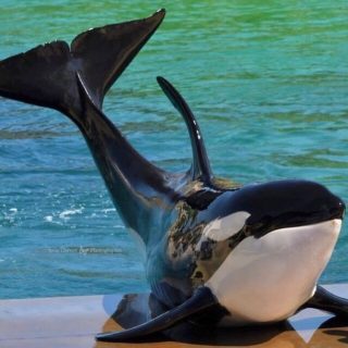 Featured image: In 1976, Marineland d’Antibes became the first amusement park in the world to purchase a wild-caught Icelandic orca. From 1970 to 1990, Marineland purchased eight wild-caught orcas: one from Canada, one from the United States, and six from Iceland. Over the years, Marineland’s breeding program produced six offspring. Moana, who was conceived through artificial insemination, was born on March 16, 2011. He died on October 17, 2023, at the age of 12. His mother Wikie is one of the last three surviving orcas at Marineland.