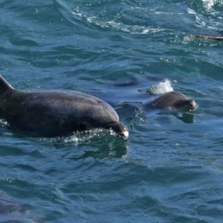 Nursery pod of bottlenose dolphins after being driven into the Cove, Taiji, Japan