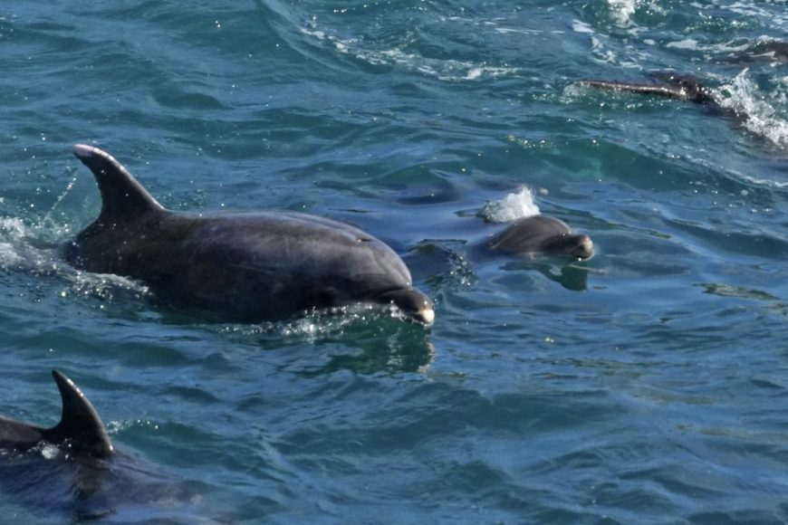 Nursery pod of bottlenose dolphins after being driven into the Cove, Taiji, Japan