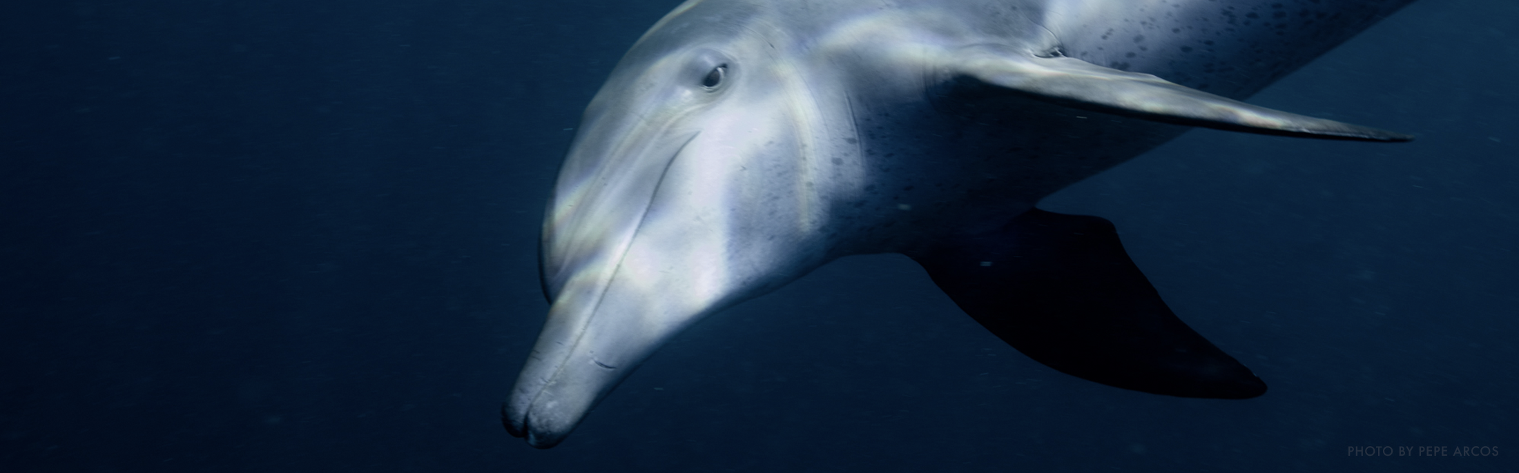 Image of rescued dolphin under water - adopt a dolphin