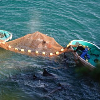 Bottlenose dolphins driven into the Cove, Taiji, Japan