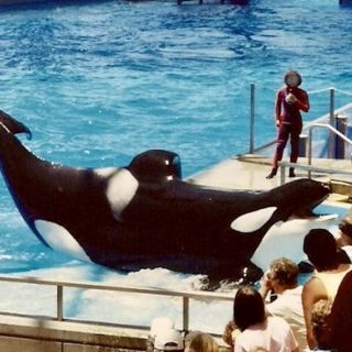 Kotar, SeaWorld, USA, credit: acj_34, InherentlyWild