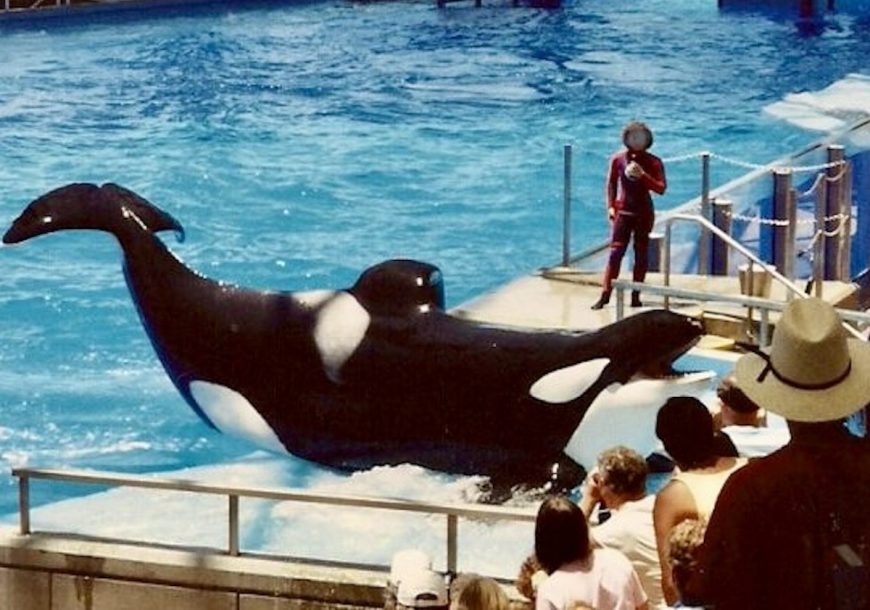 Kotar, SeaWorld, USA, credit: acj_34, InherentlyWild