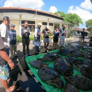 Confiscated sea turtles medically evaluated and treated prior to release, Bali, Indonesia