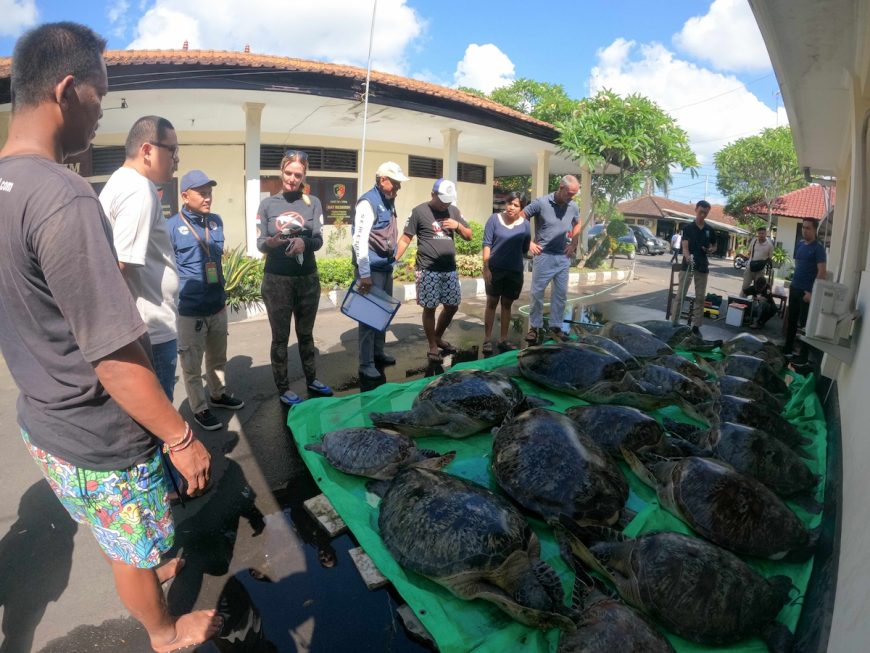 Confiscated sea turtles medically evaluated and treated prior to release, Bali, Indonesia