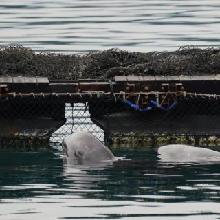 Captive Risso’s dolphins, Taiji, Japan