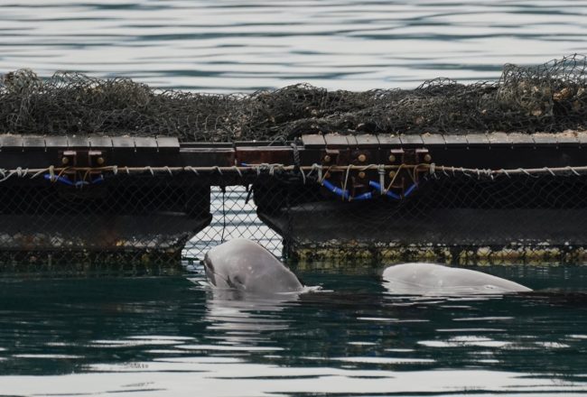 Captive Risso’s dolphins, Taiji, Japan