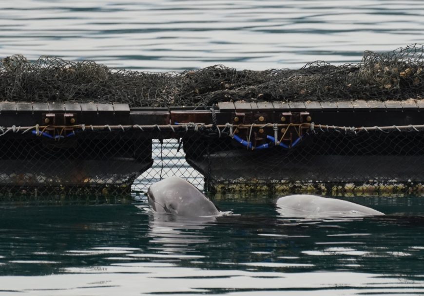 Captive Risso’s dolphins, Taiji, Japan
