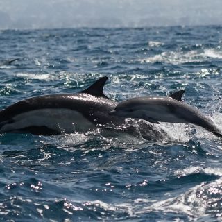 Common dolphin and calf swimming wild and free, Dana Point, California