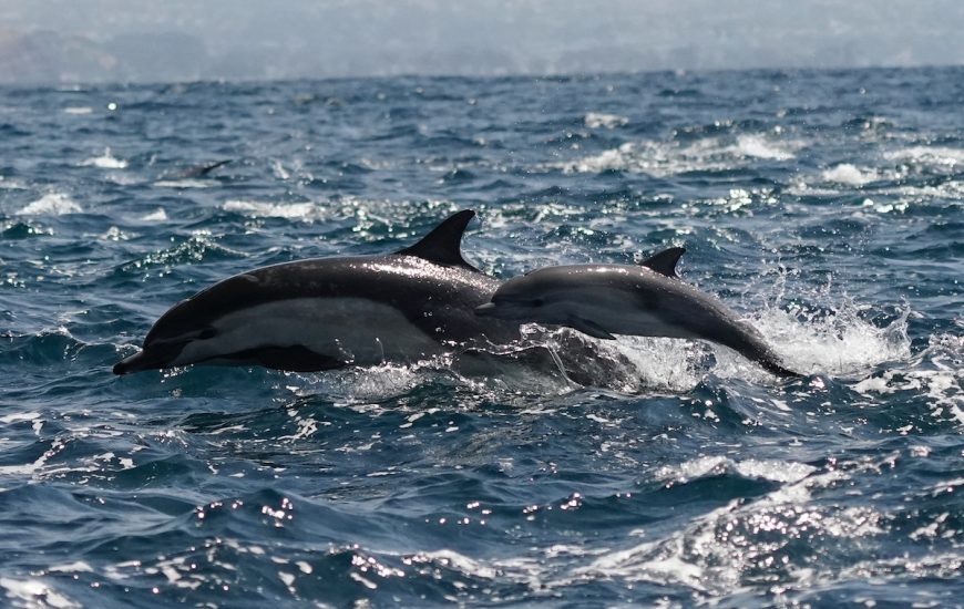 Common dolphin and calf swimming wild and free, Dana Point, California