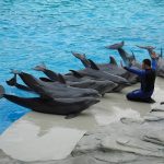 Captive dolphins perform at Oltremare Theme Park in Italy