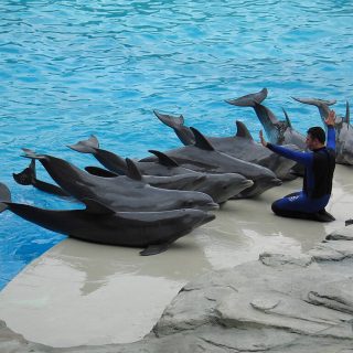 Captive dolphins perform at Oltremare Theme Park in Italy