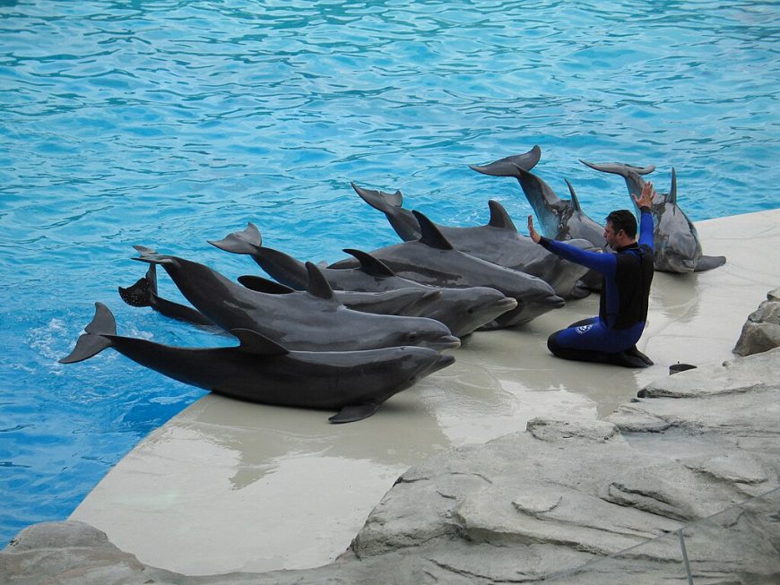 Captive dolphins perform at Oltremare Theme Park in Italy