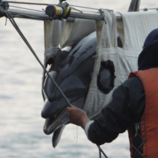 Wild-caught bottlenose dolphin being shipped to an aquarium for public display, Taiji, Japan