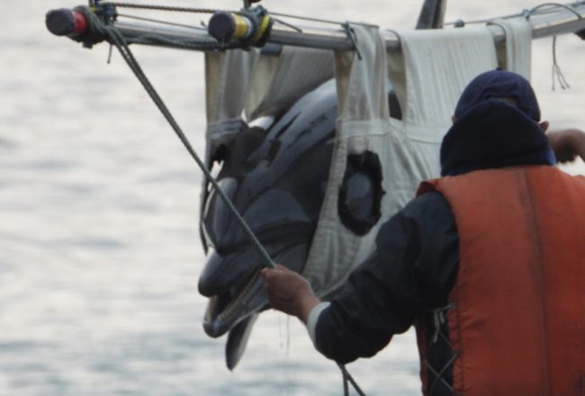 Wild-caught bottlenose dolphin being shipped to an aquarium for public display, Taiji, Japan