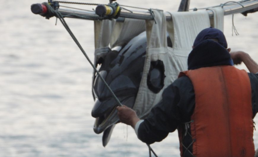 Wild-caught bottlenose dolphin being shipped to an aquarium for public display, Taiji, Japan