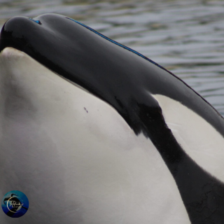 Wikie was born at Marineland d'Antibes in June 2001. Her mother is Sharkan, and her father is Kim 2 who were captured in Iceland in 1989 and 1982. In 2018, Wikie became world famous when Marineland announced that she had learned to say the words "hello" and "bye bye." Back then, Marineland proudly marketed Wikie as the first orca in the world who had learned to copy human speech, but now that the commercial exploitation of orcas in France is set to be phased out by 2026, Marineland apparently can’t get rid of her fast enough. According to an anonymous source inside the park, Marineland is preparing to pack Wikie, Inouk, and Keijo into transport boxes and shipping them to Japan with the purpose of abandoning them there indefinitely.