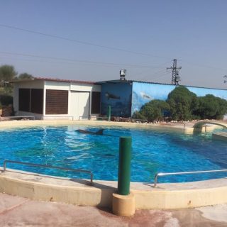 Veera swims in endless circles at Attica Zoo in Greece