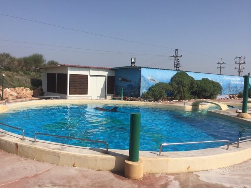 Veera swims in endless circles at Attica Zoo in Greece