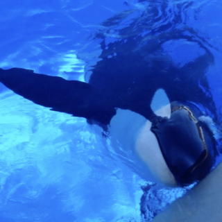 Keet orca Seaworld San Diego