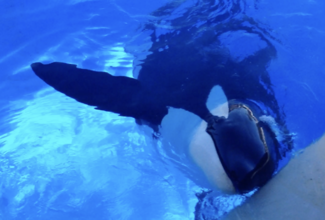 Keet orca Seaworld San Diego
