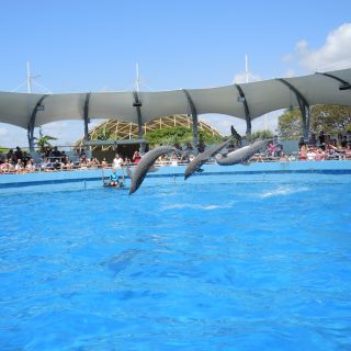 Performing dolphins at Miami Seaquarium