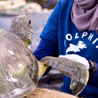 Sea turtle rescued and brought to the Umah Lumba Center for treatment.