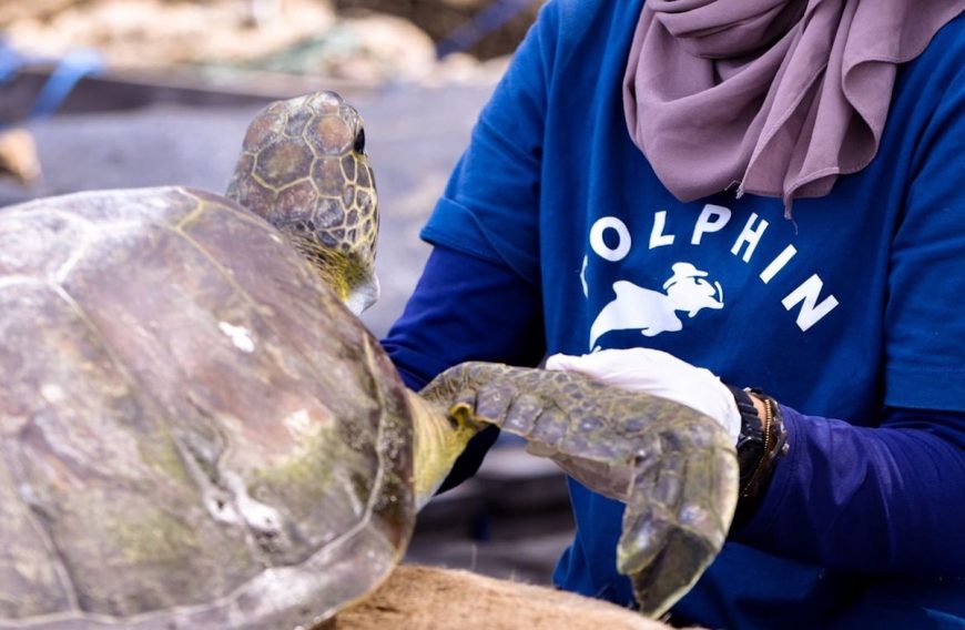 Sea turtle rescued and brought to the Umah Lumba Center for treatment.