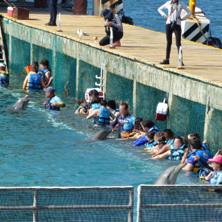 Captive dolphins at a Dolphin Discovery facility performing for paying customers. Day in and day out, this is their life.