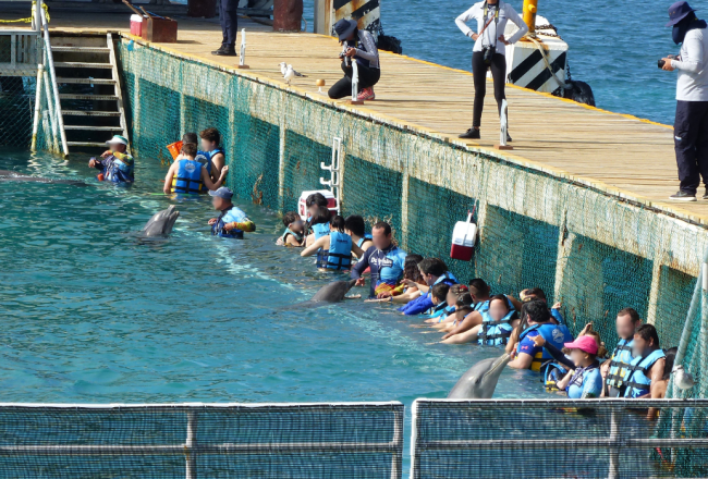 Captive dolphins at a Dolphin Discovery facility performing for paying customers. Day in and day out, this is their life.